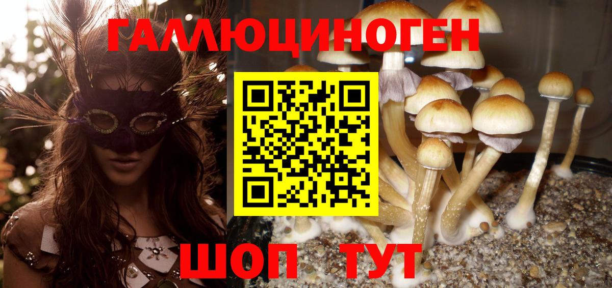 Северск  Псилоцибиновые грибы Cubensis  Вход с VPN 